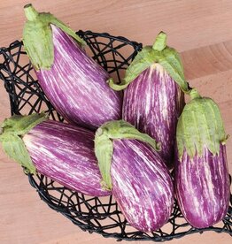 High Mowing Seed HM Listada de Gandia Eggplant: 1/64 OZ