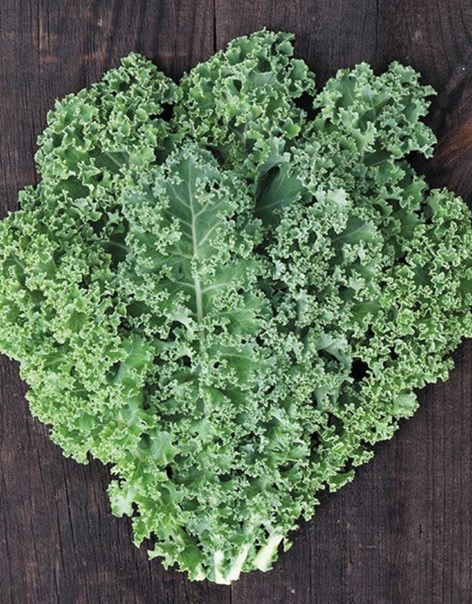 High Mowing Seed HM Meadowlark Kale: 50 SEEDS
