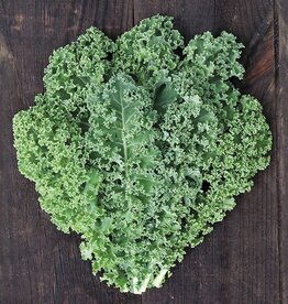 High Mowing Seed HM Meadowlark Kale: 50 SEEDS
