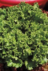 High Mowing Seed HM Green Star Lettuce: 1/32 OZ