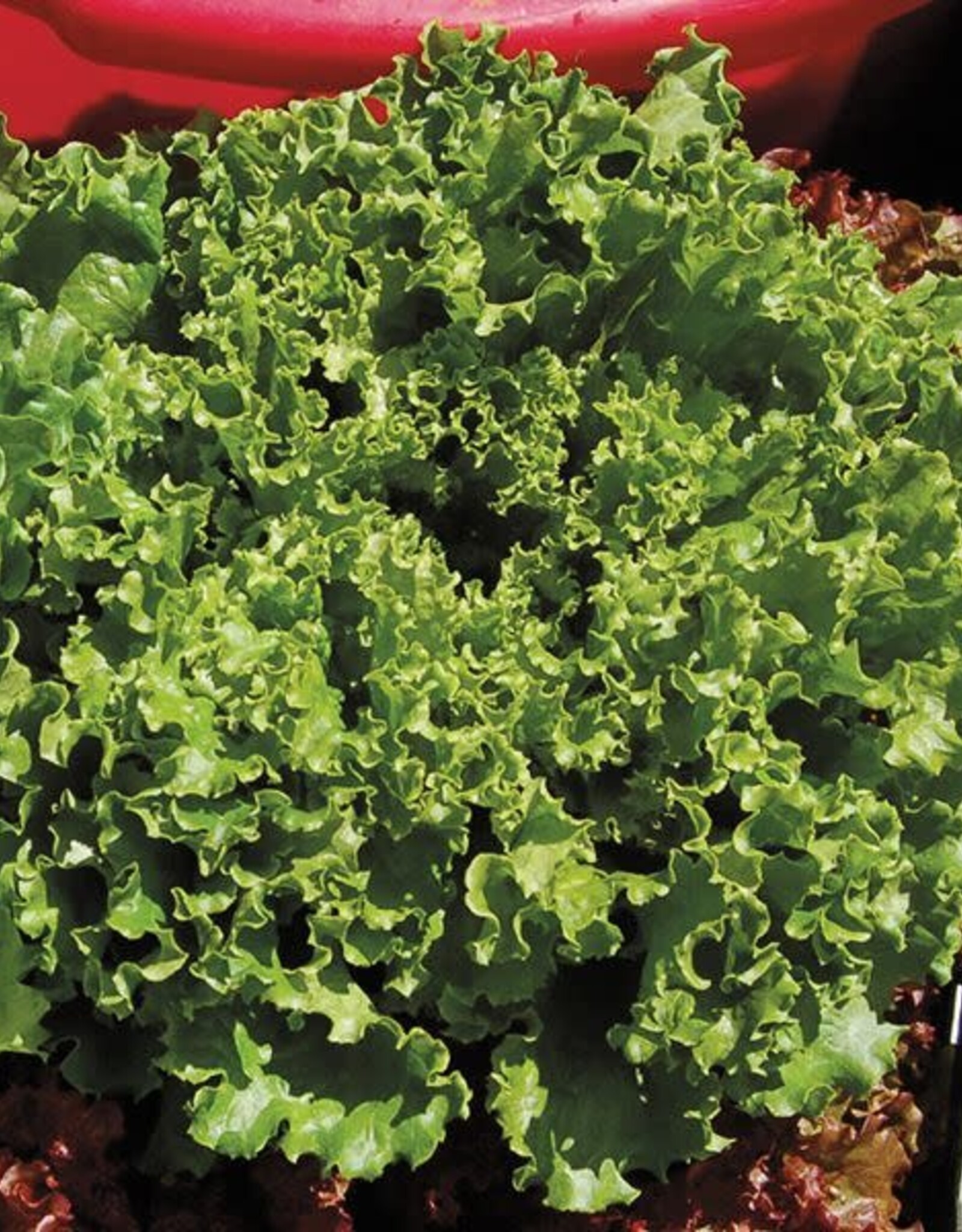 High Mowing Seed HM Green Star Lettuce: 1/32 OZ