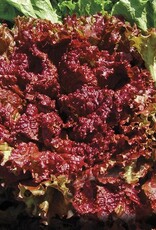 High Mowing Seed HM New Red Fire Lettuce: 500 SEEDS