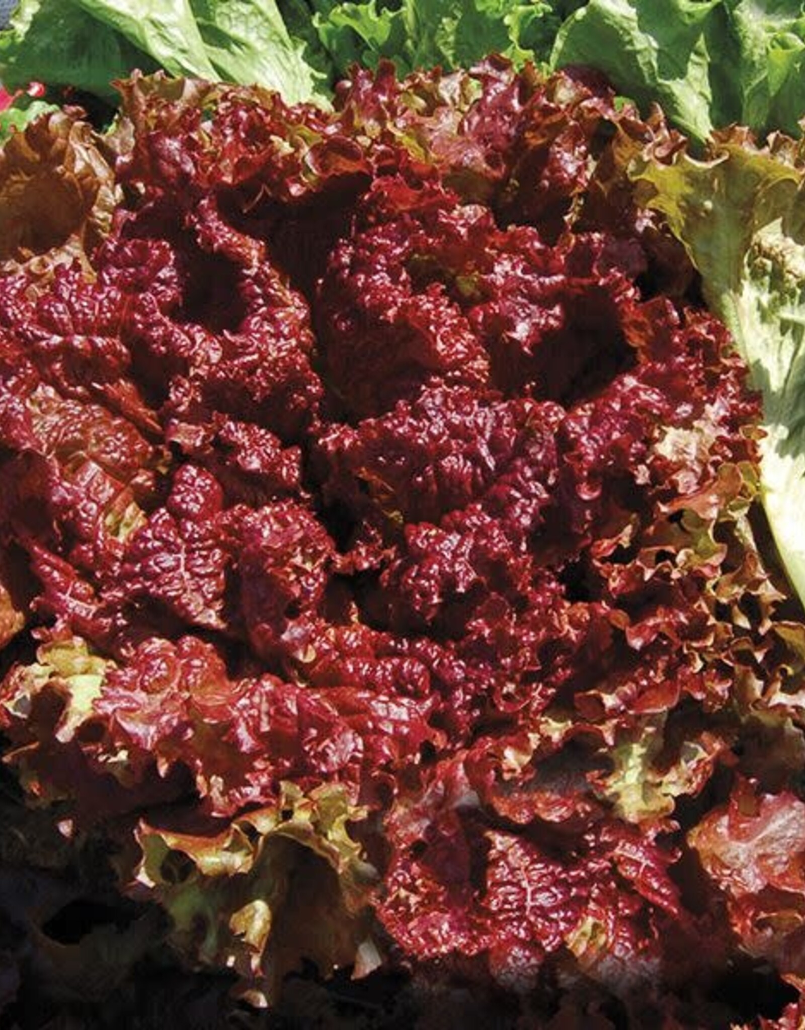 High Mowing Seed HM New Red Fire Lettuce: 500 SEEDS