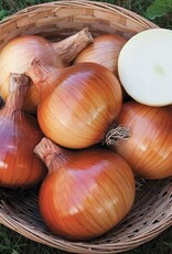 High Mowing Seed HM Valencia Onion  1/64 OZ