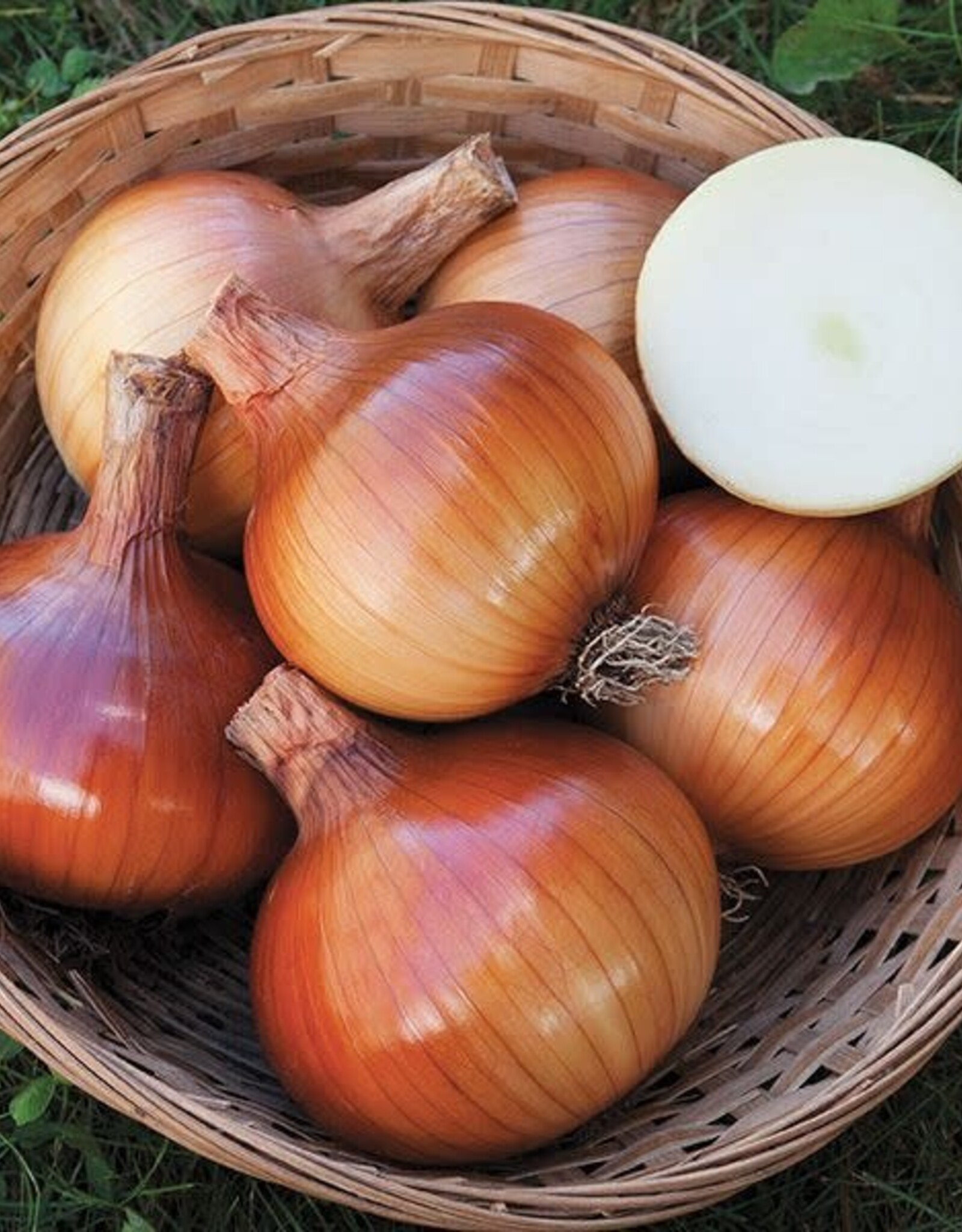 High Mowing Seed HM Valencia Onion  1/64 OZ