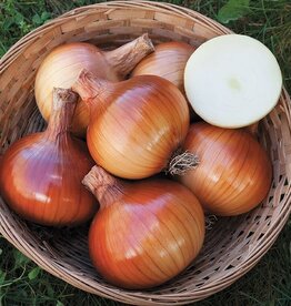 High Mowing Seed HM Valencia Onion  1/64 OZ