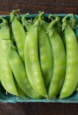 High Mowing Seed HM Blizzard Snow Pea  1 OZ