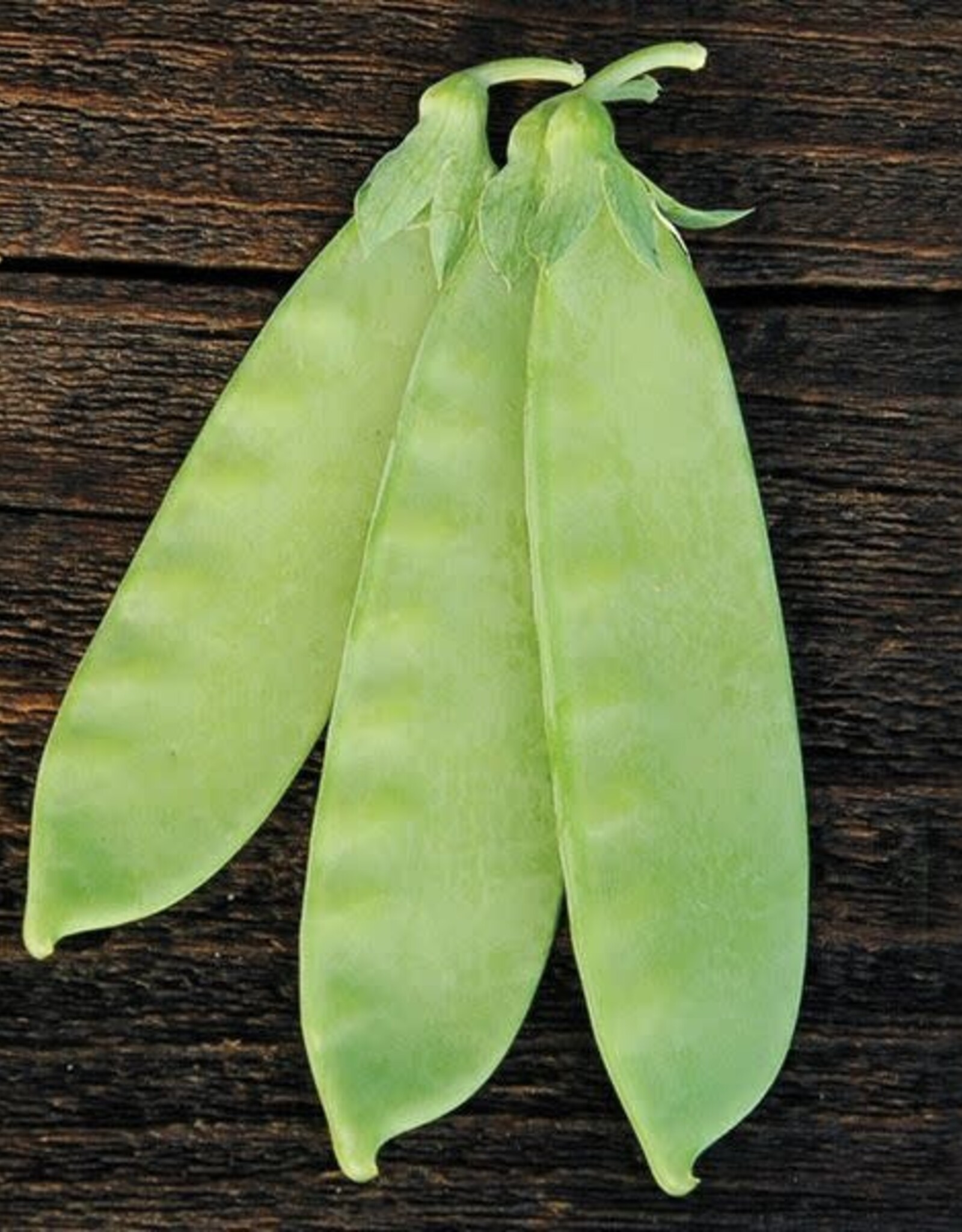 High Mowing Seed HM Mammoth Melting Snow Pea  1 OZ
