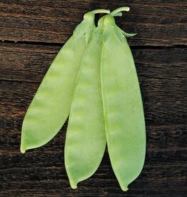 High Mowing Seed HM Mammoth Melting Snow Pea  1 OZ