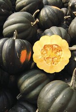 High Mowing Seed HM Sweet REBA Acorn Squash  1/8 OZ