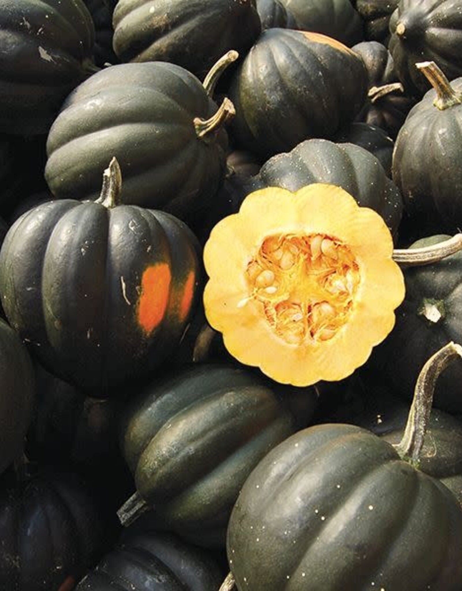 High Mowing Seed HM Sweet REBA Acorn Squash  1/8 OZ