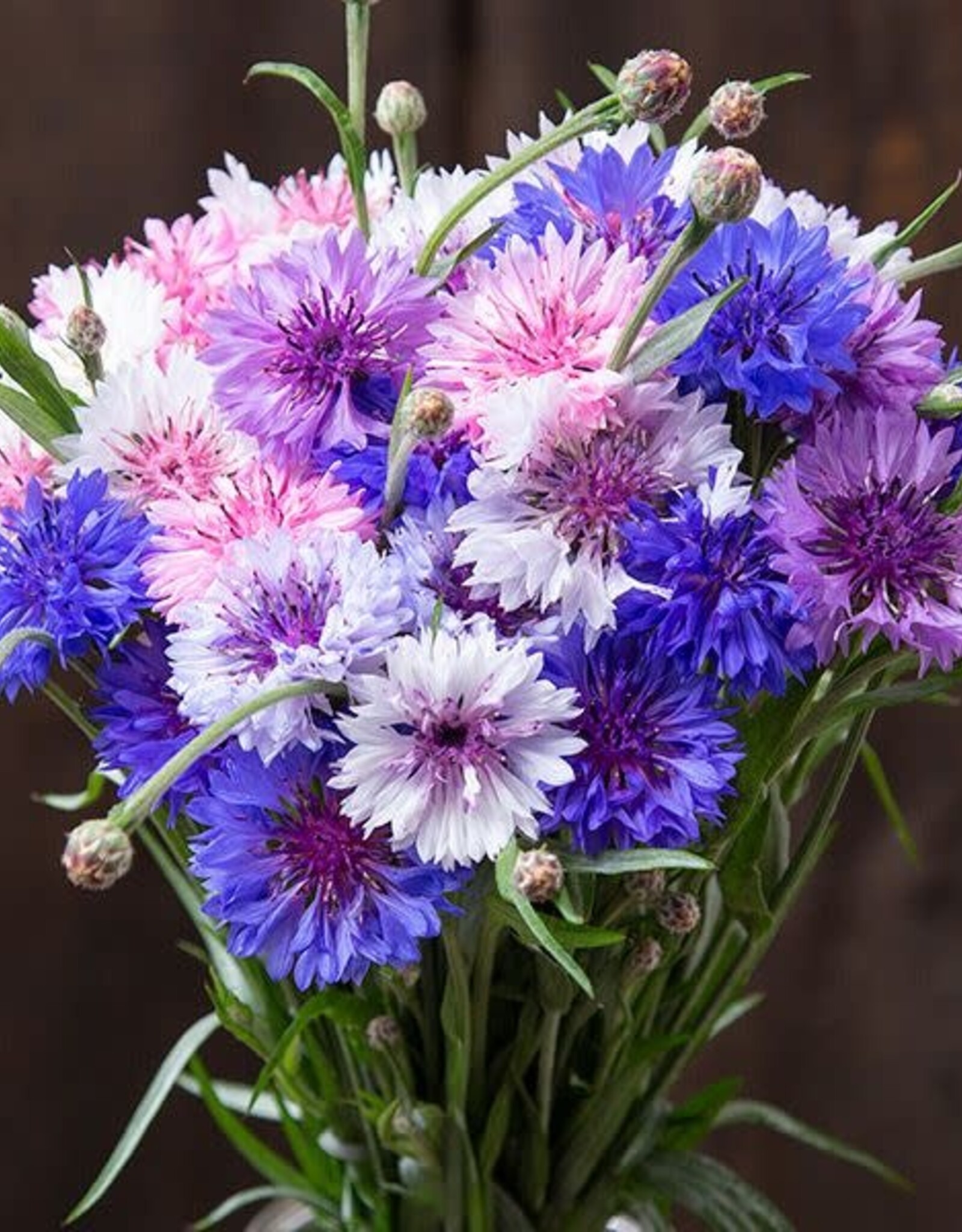 High Mowing Seed HM Polka Dot Bachelor Button: 1/32 OZ