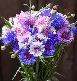 High Mowing Seed HM Polka Dot Bachelor Button: 1/32 OZ
