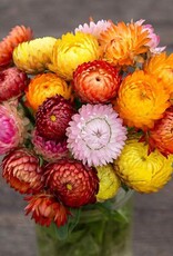 High Mowing Seed HM Roggli Riesen Strawflower: 1/64 OZ