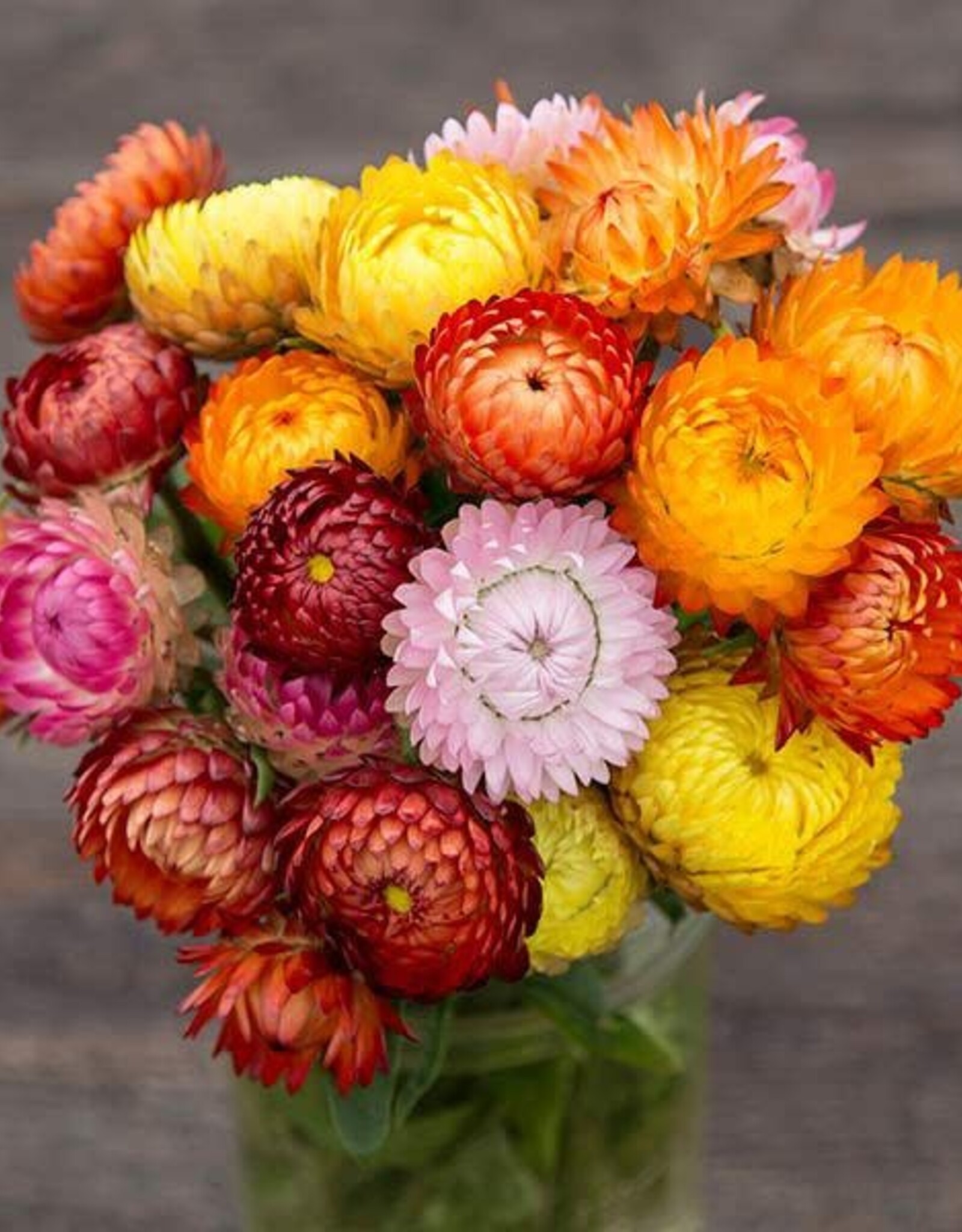 High Mowing Seed HM Roggli Riesen Strawflower: 1/64 OZ