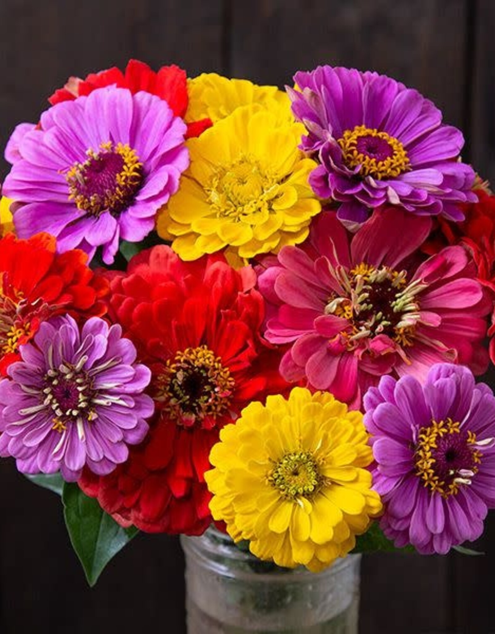 High Mowing Seed HM County Fair Blend Zinnias  1/32 OZ