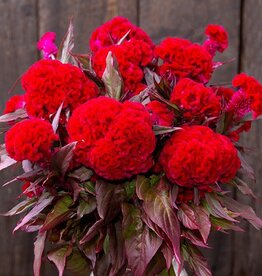 High Mowing Seed HM Red Flame Celosia: 50 SEEDS