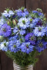 High Mowing Seed HM Nigella  50 SEEDS