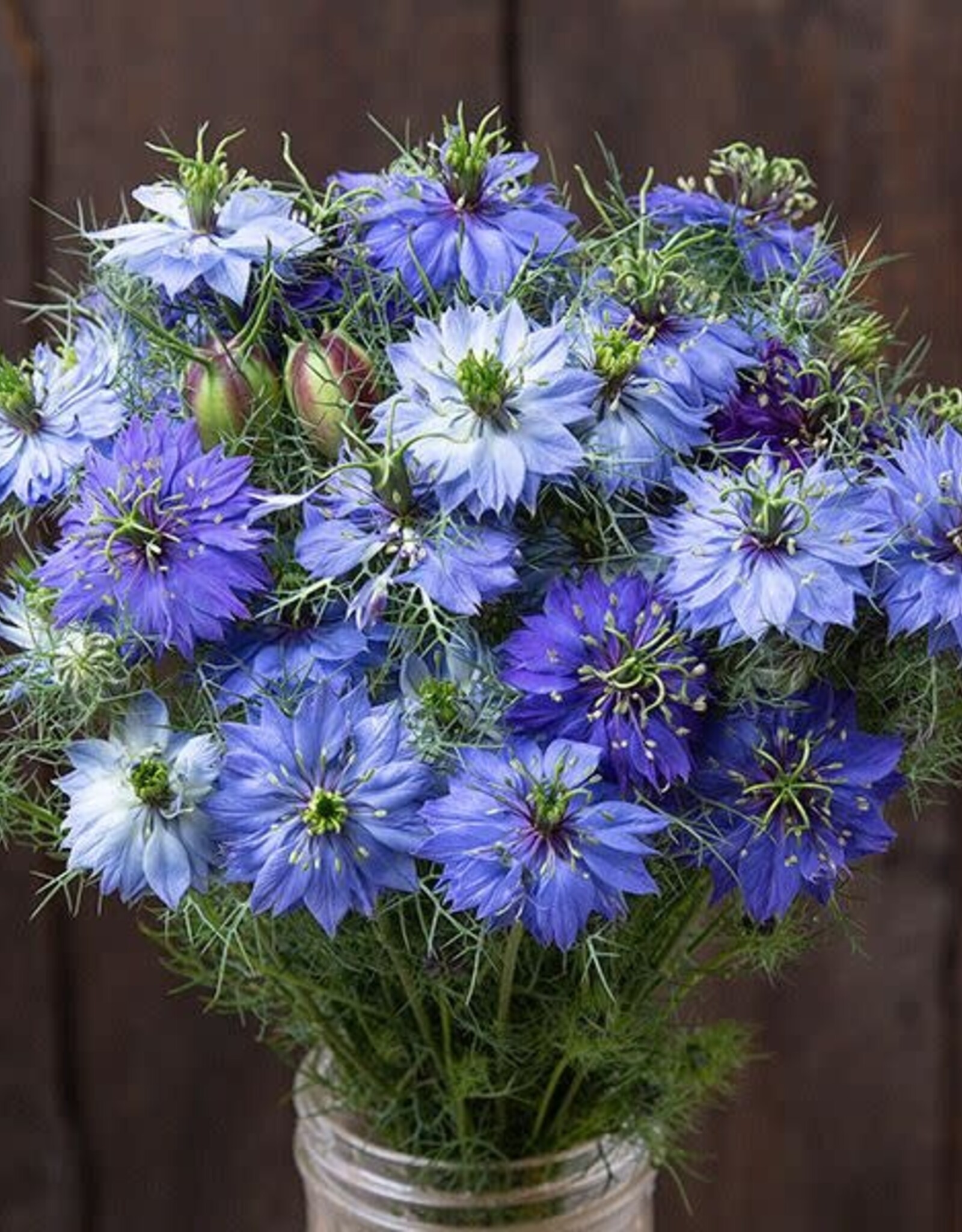 High Mowing Seed HM Nigella  50 SEEDS