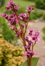 Walters Gardens Bergenia 'Once upon a Dream' #1 - Pigsqueak