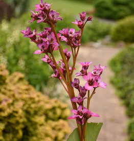 Walters Gardens Bergenia 'Once upon a Dream' #1 - Pigsqueak