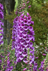 Walters Gardens Digitalis purpurea 'Dalmatian Purple' #1 Foxglove