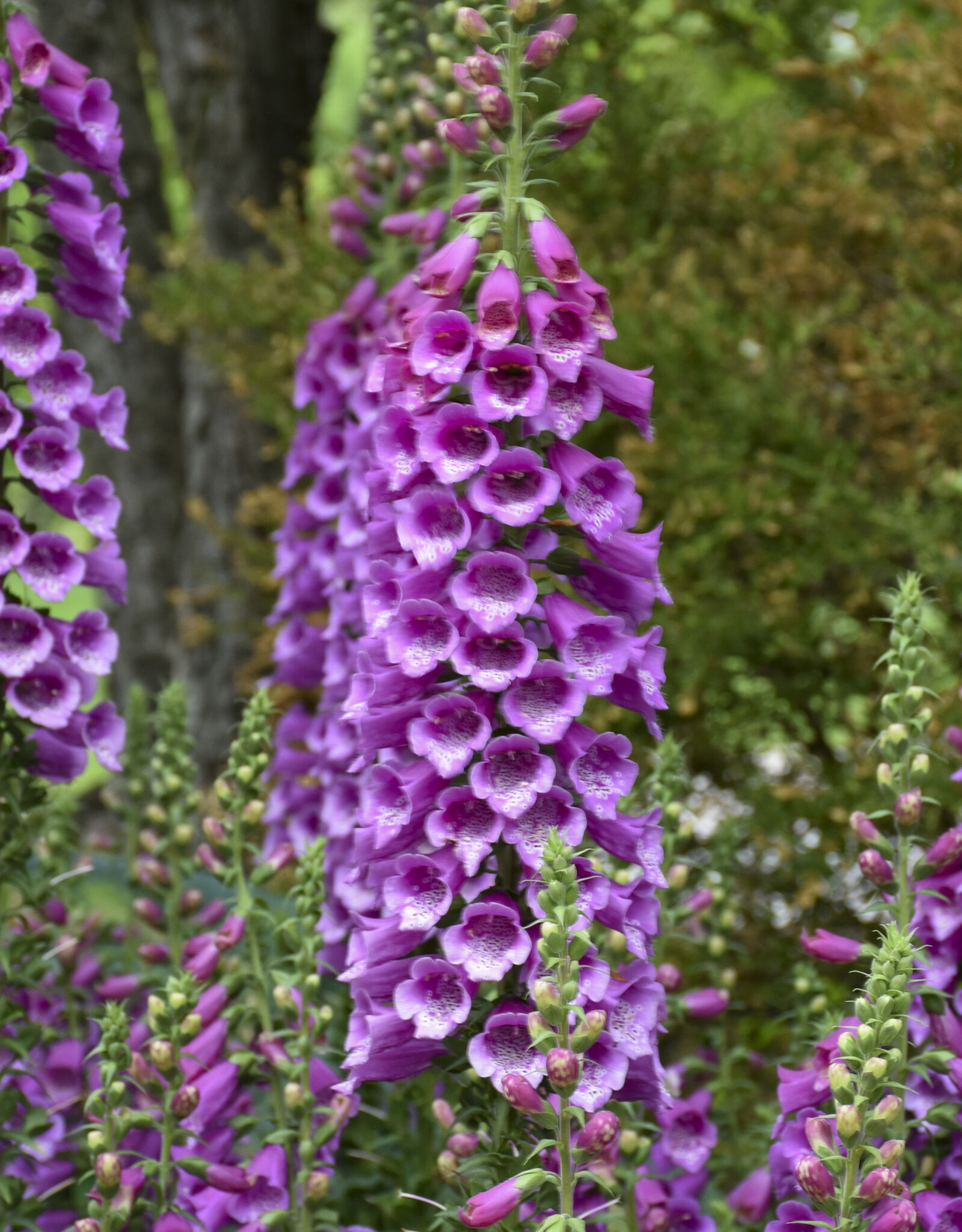 Walters Gardens Digitalis purpurea 'Dalmatian Purple' #1 Foxglove