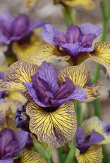 Walters Gardens Iris sibirica 'Purring Tiger'#1
