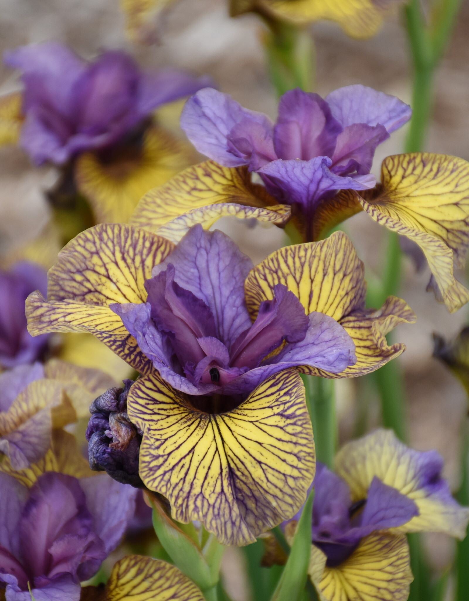 Walters Gardens Iris sibirica 'Purring Tiger'#1