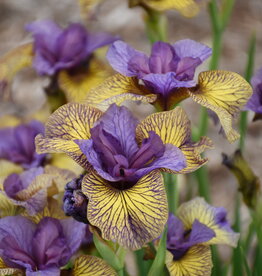 Walters Gardens Iris sibirica 'Purring Tiger'#1