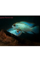 Segrest Farms Electric Blue Acara Large
