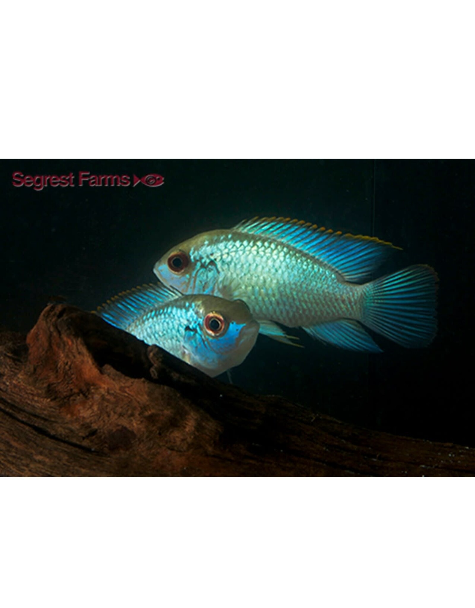 Segrest Farms Electric Blue Acara Large