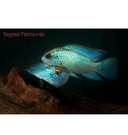Segrest Farms Electric Blue Acara Large