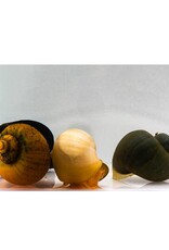 Assorted Mystery Snail Large