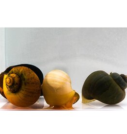 Assorted Mystery Snail Large
