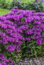 Walters Gardens Monarda 'Electric Neon Purple #1 Bee Balm