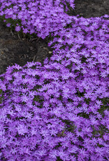 Walters Gardens Phlox 'Bedazzled Pink' 5.5 inch Hybrid Spring Phlox