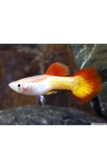Tequila Sunrise Guppy Male Med
