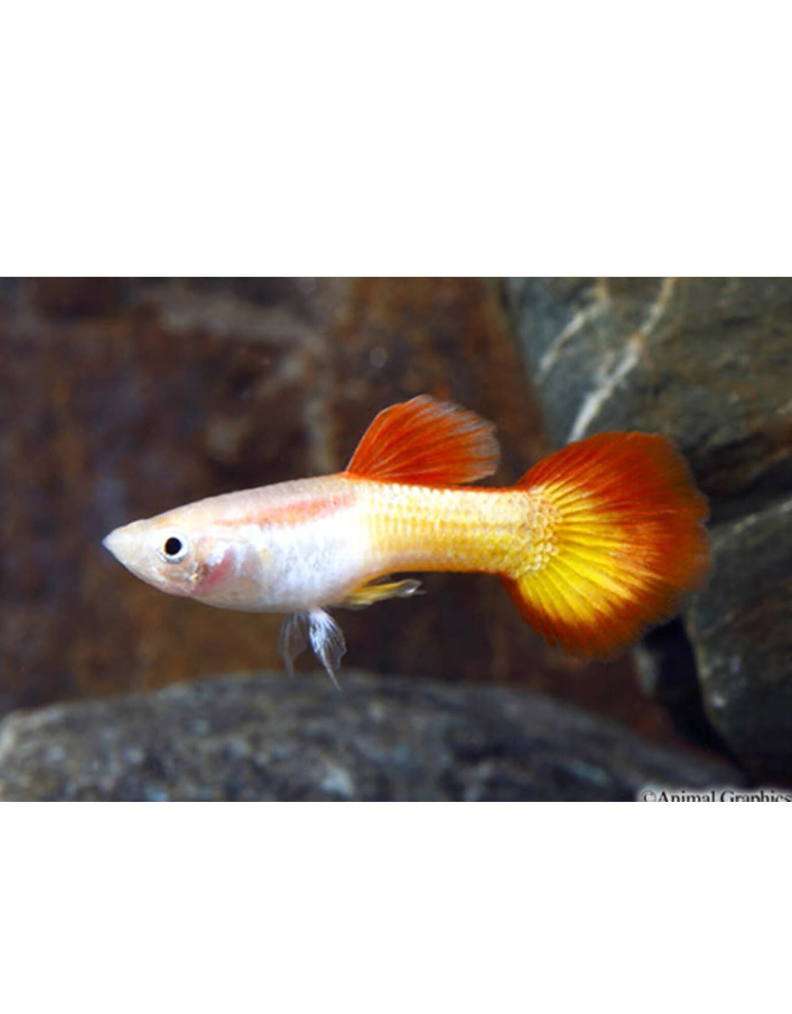 Tequila Sunrise Guppy Male Med