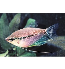 Segrest Farms Pearl Leeri Gourami Reg