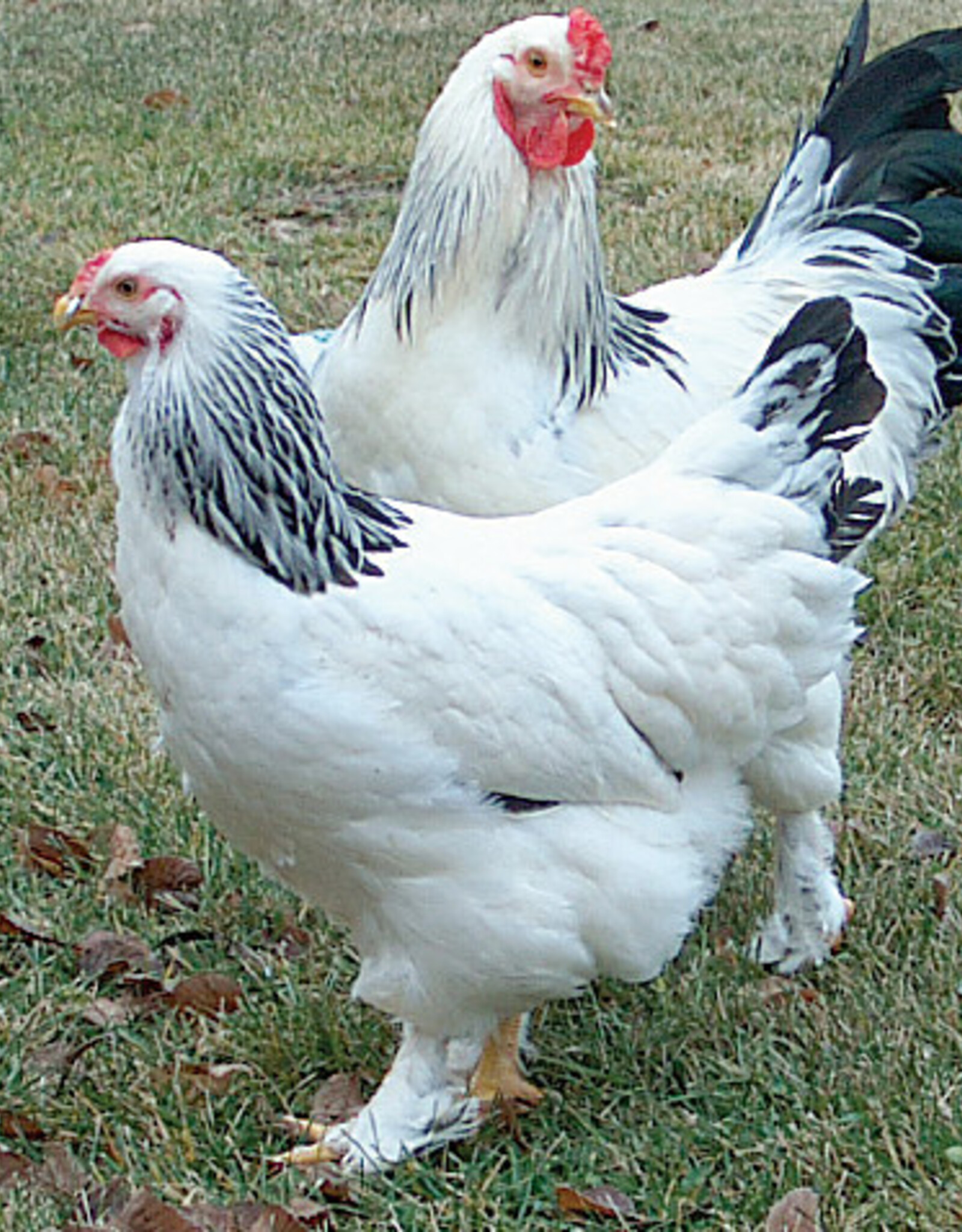 Dunlap Light Brahma P 4-17-26