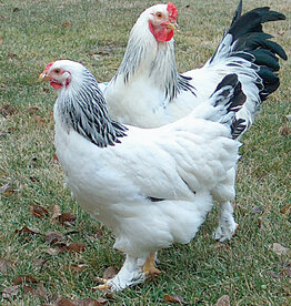 Dunlap Light Brahma P 4-17-26