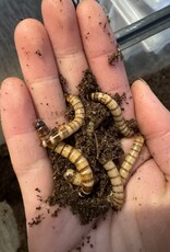 King Mealworms Each