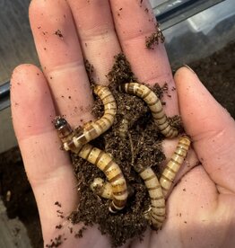 King Mealworms Each