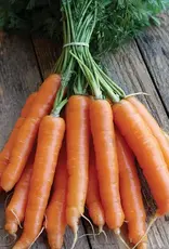 Seed Tape Carrot Mokum single -Nantes Type