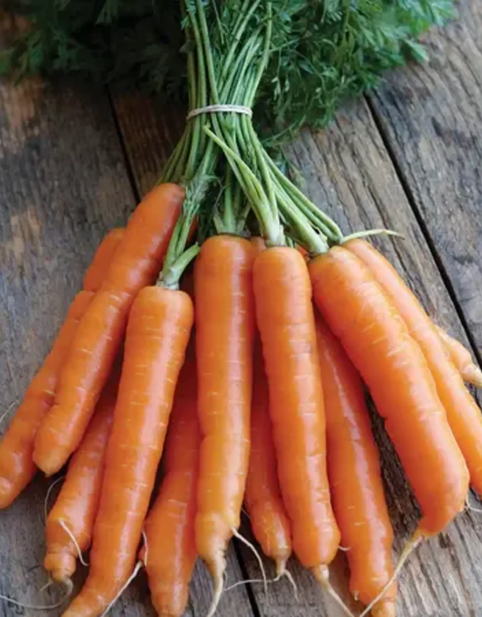 Seed Tape Carrot Mokum single -Nantes Type