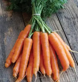 Seed Tape Carrot Mokum single -Nantes Type
