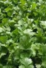 Gulley Greenhouse Corian Coriander- Cilantro 3.5 in