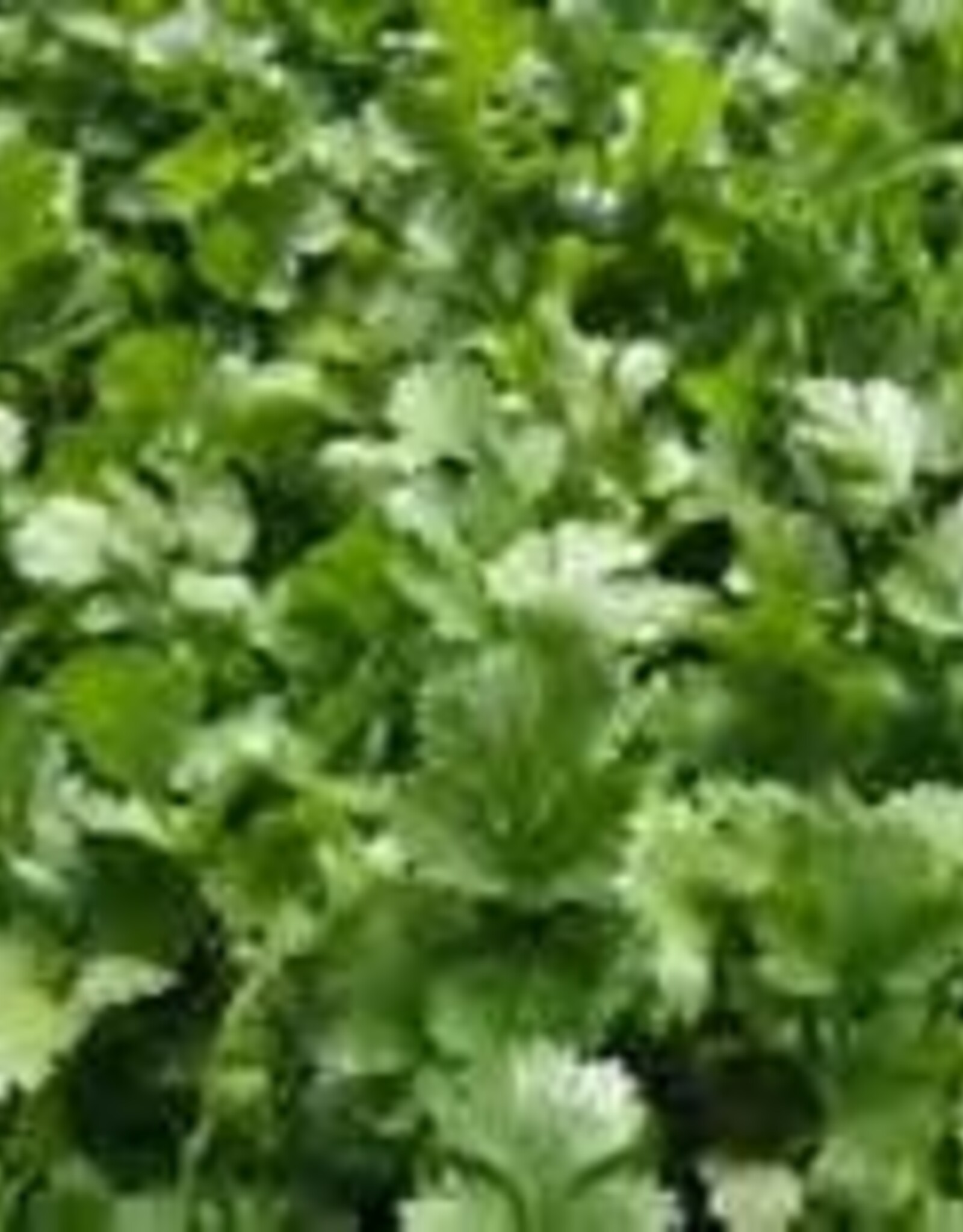 Gulley Greenhouse Corian Coriander- Cilantro 3.5 in