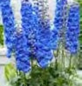 Gulley Greenhouse Delphinium e. 'Paramo Azul' #1